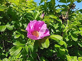 玫瑰,鮮花,灌木