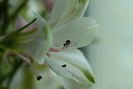 宏,花卉,花束