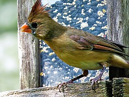 鳥,關(guān)閉了,多彩