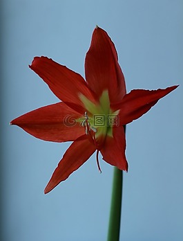百合,室內(nèi)植物,冬季