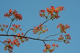 鮮花,紅色,花