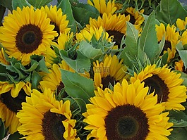 太陽(yáng)花,黃色,夏天花