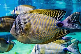 海,魚,動物