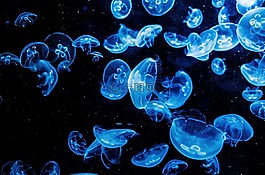 動物,水族館,水