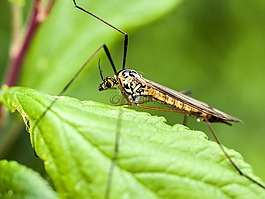 schnake,昆虫,性质