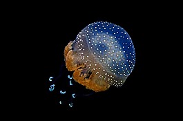動物,水族館,水