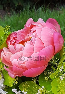 牡丹,装饰花,花束