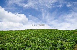綠色,蕨類植物,植物
