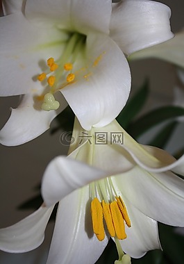 礼来公司,花,复活节