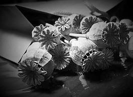 豆莢,種子,罌粟