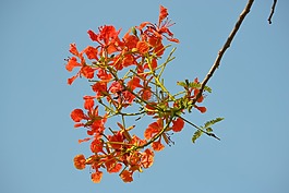 花,朵紅色的花,鮮花