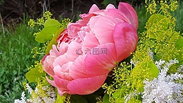牡丹,装饰花,花束