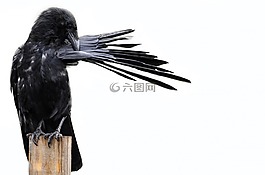 鳥,烏鴉,黑