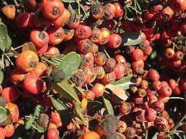 布什,植物,自然