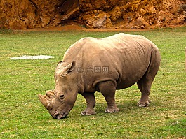 hipoopótamo,性質(zhì),野生動物