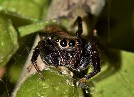 蜘蛛,跳蛛,捕食者