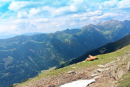 阿爾姆,高山草甸,奶牛