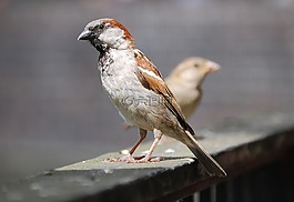麻雀,斯珀林,鳥