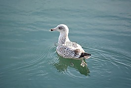鳥(niǎo),幾點(diǎn)思考,水