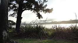 新西蘭,樹,風