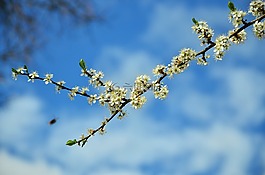 樹花,鮮花,春天