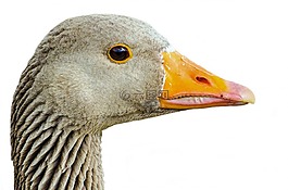 greylag,孤立,宠物