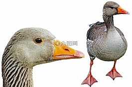 greylag,孤立,宠物