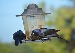 grackles,黑鳥群,黑