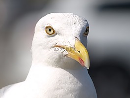 海鷗,鳥(niǎo),水禽