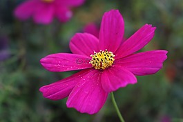 宇宙,花,粉红色