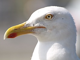 海鷗,鳥,水禽