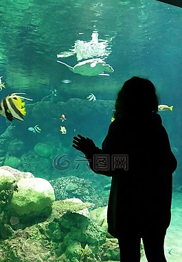 水族館,女孩,魚