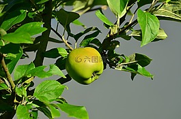 蘋果,蘋果樹,青蘋果