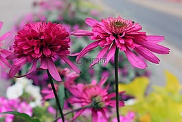鮮花,紫,春天