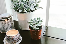 花,綠色,花瓣