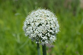 花,字段,性質(zhì)
