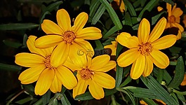 鮮花,黃色的花,金盞花