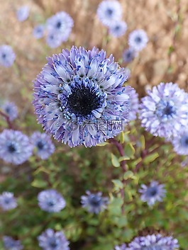 野生花卉,干花,丁香