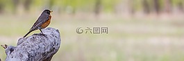 標(biāo)題,自然,鳥