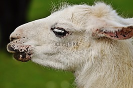 喇嘛,白,動物