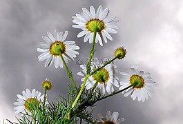 洋甘菊,開花,烏云
