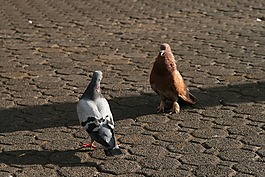 鴿子,鳥,動物