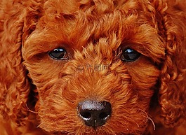 狗,獅子狗,年輕的動物