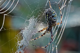 蜘蛛,露水,web