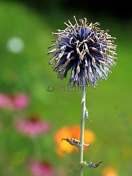 全球蓟,蓟,鲁塞尼亚 kugeldistel
