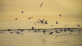 日出,鳥,天空