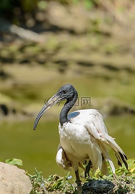 朱鹭,神圣,threskiornis aethiopicus