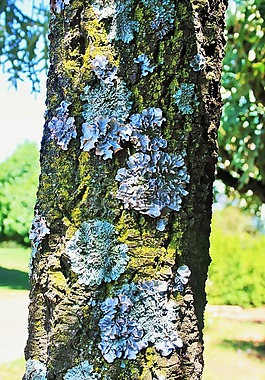 樹(shù),樹(shù)干,扁平