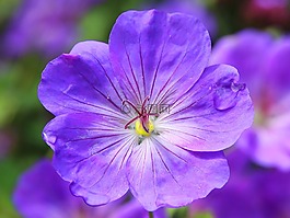 克内斯比尔,花开花,蓝色