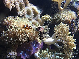 熱帶,礁,水族館